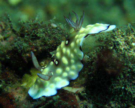  Goniobranchus hintuanensis (Sea Slug)